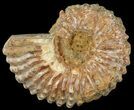 Bumpy Douvilleiceras Ammonite - Madagascar #53323-1
